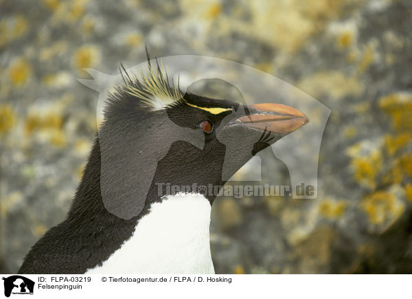 Felsenpinguin / Rockhopper Penguin / FLPA-03219