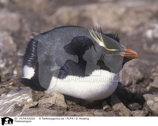 Felsenpinguin / Rockhopper Penguin / FLPA-03220