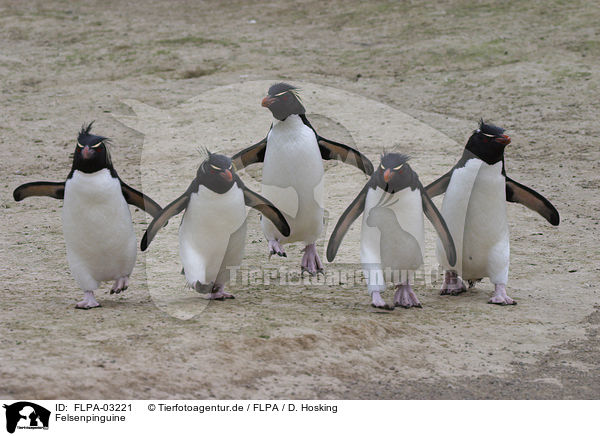 Felsenpinguine / Rockhopper Penguins / FLPA-03221