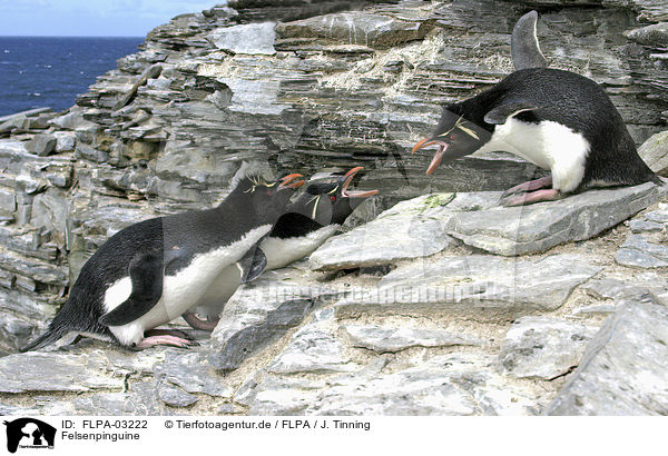 Felsenpinguine / Rockhopper Penguins / FLPA-03222