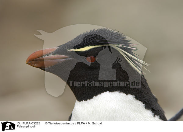 Felsenpinguin / Rockhopper Penguin / FLPA-03223