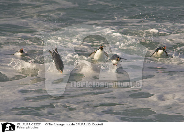 Felsenpinguine / Rockhopper Penguins / FLPA-03227