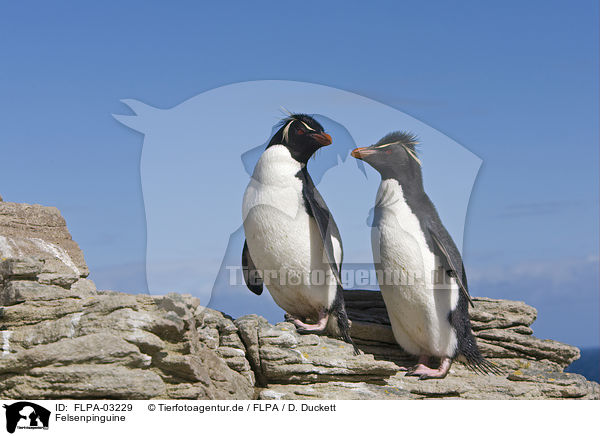 Felsenpinguine / Rockhopper Penguins / FLPA-03229