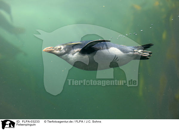 Felsenpinguin / FLPA-03233