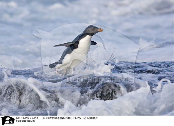 Felsenpinguin / Rockhopper Penguin / FLPA-03245