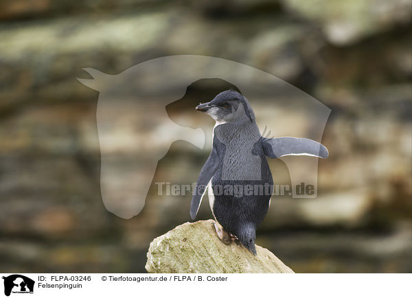 Felsenpinguin / Rockhopper Penguin / FLPA-03246