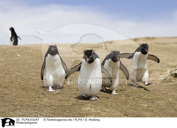 Felsenpinguine / Rockhopper Penguins / FLPA-03247