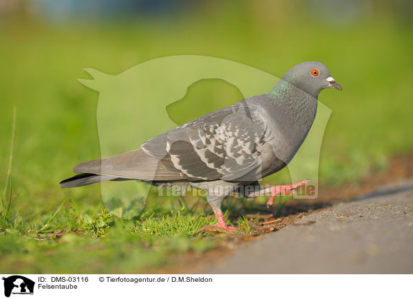 Felsentaube / pigeon / DMS-03116