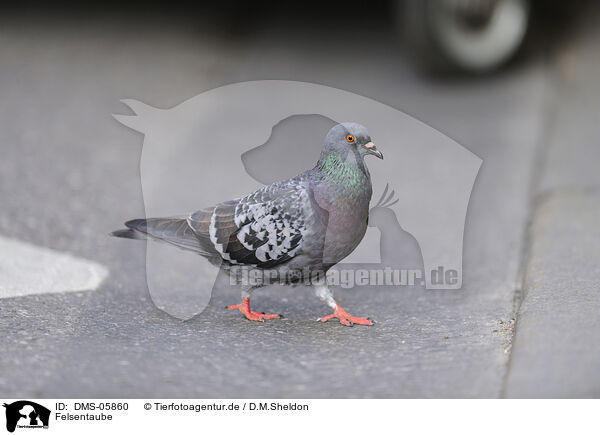 Felsentaube / pigeon / DMS-05860