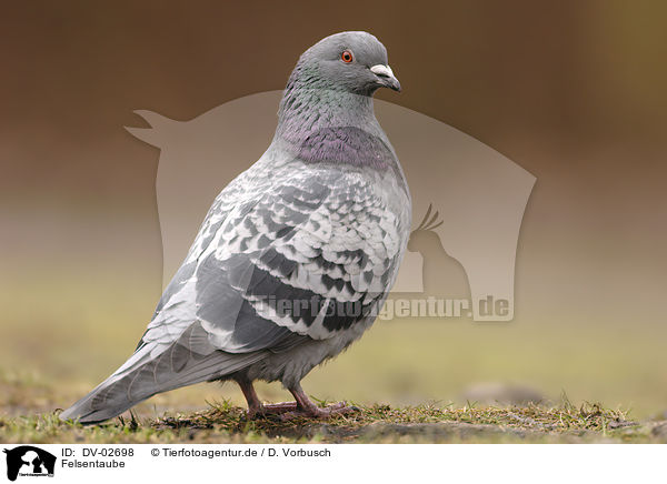 Felsentaube / pigeon / DV-02698