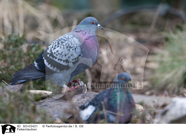 Felsentauben / feral pigeons / SO-03421