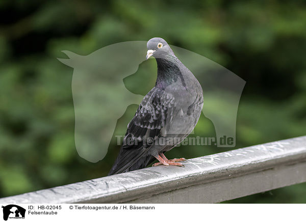 Felsentaube / feral pigeon / HB-02045