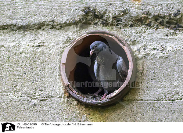 Felsentaube / feral pigeon / HB-02090