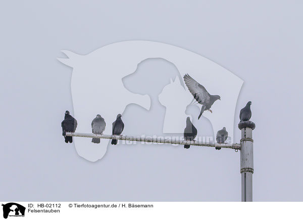 Felsentauben / feral pigeons / HB-02112