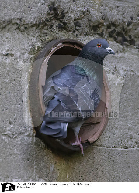 Felsentaube / feral pigeon / HB-02203