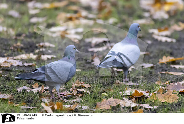 Felsentauben / feral pigeons / HB-02249