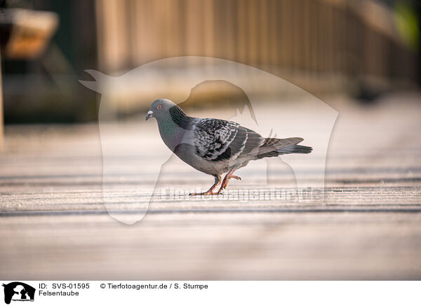 Felsentaube / feral pigeon / SVS-01595