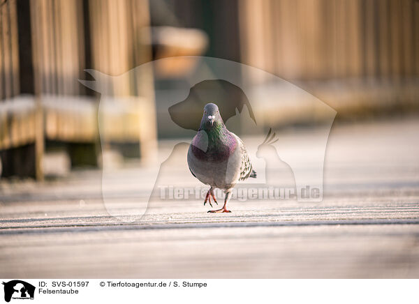 Felsentaube / feral pigeon / SVS-01597