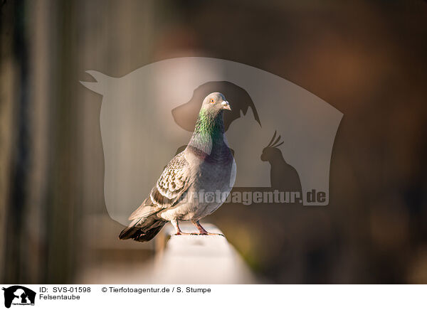 Felsentaube / feral pigeon / SVS-01598