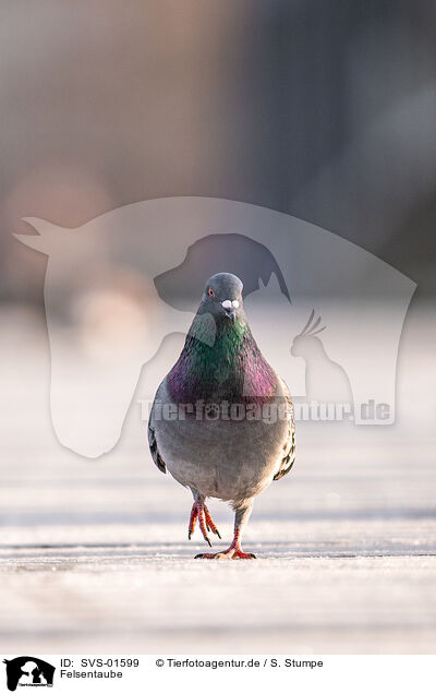 Felsentaube / feral pigeon / SVS-01599