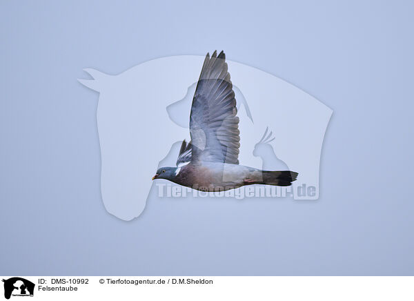Felsentaube / common pigeon / DMS-10992