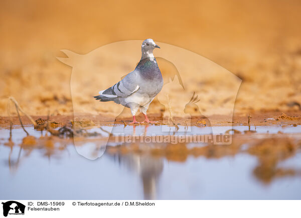 Felsentauben / feral pigeon / DMS-15969