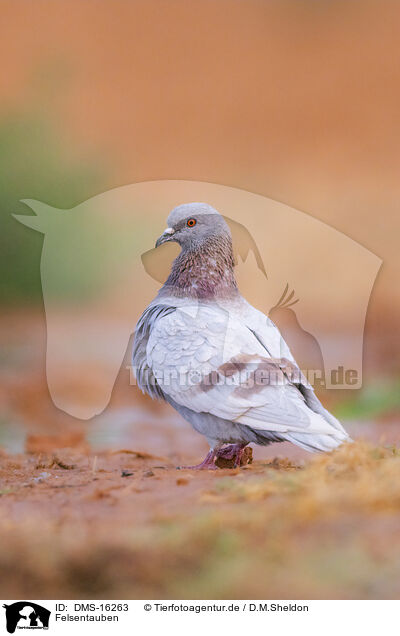 Felsentauben / feral pigeon / DMS-16263
