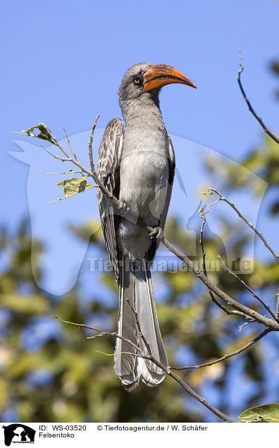 Felsentoko / bradfield's hornbill / WS-03520