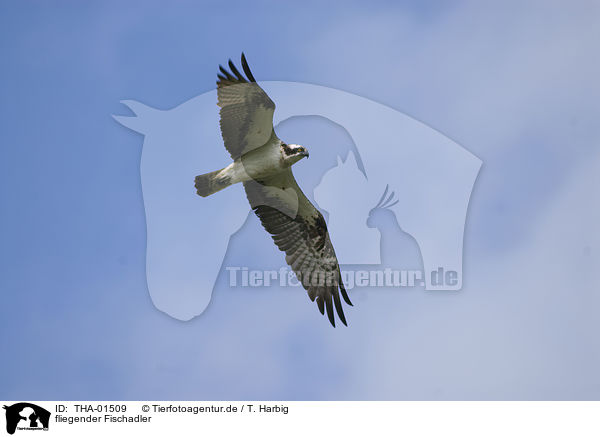 fliegender Fischadler / flying osprey / THA-01509
