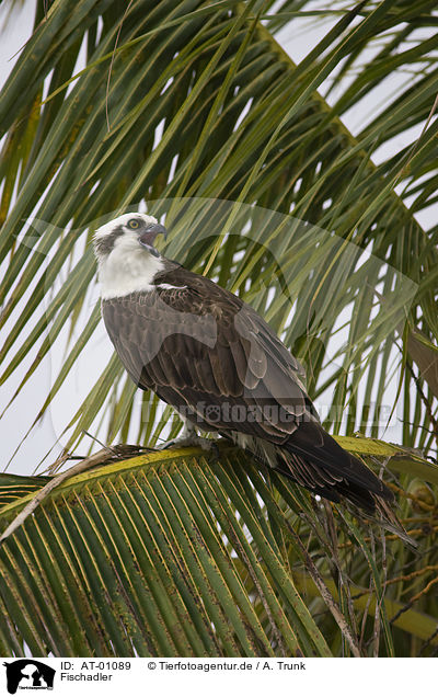 Fischadler / Osprey / AT-01089
