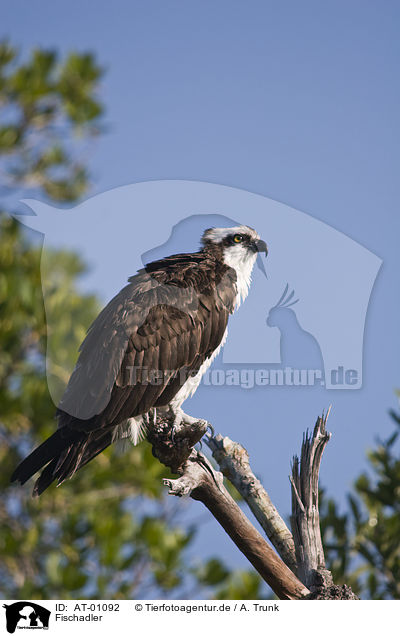 Fischadler / Osprey / AT-01092
