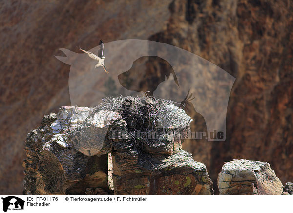 Fischadler / osprey / FF-01176