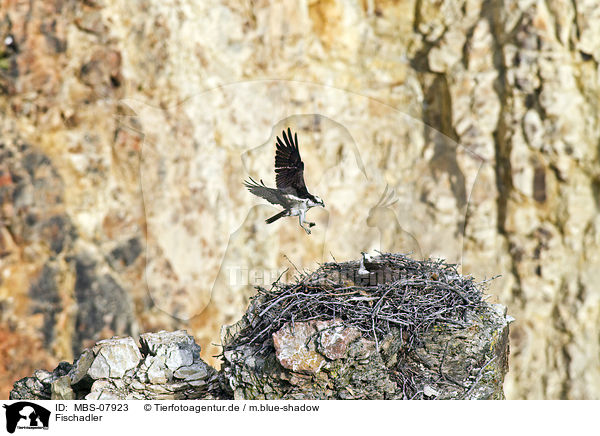 Fischadler / osprey / MBS-07923