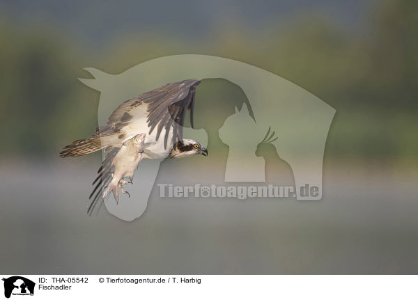 Fischadler / osprey / THA-05542