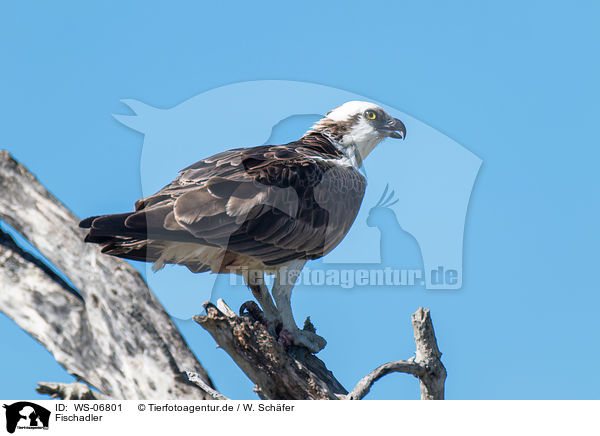 Fischadler / osprey / WS-06801