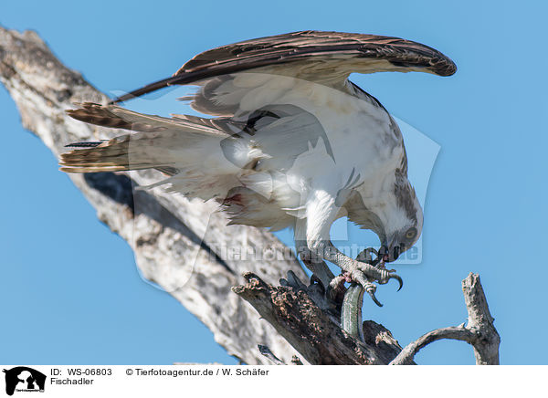 Fischadler / osprey / WS-06803