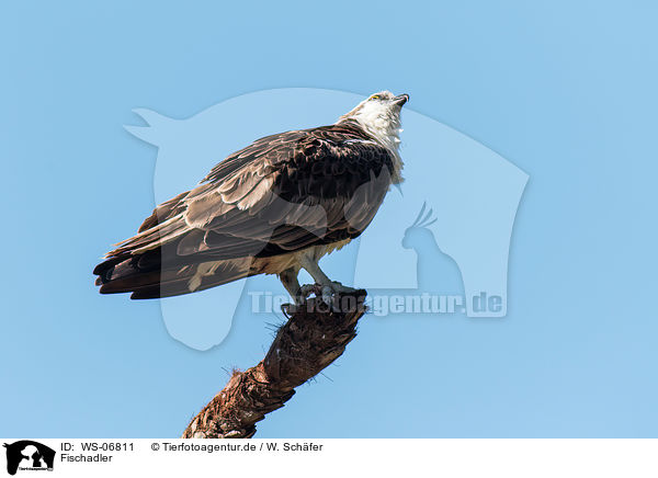 Fischadler / osprey / WS-06811