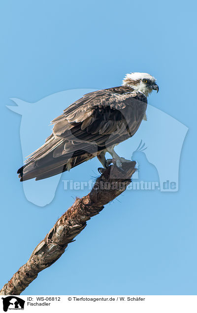 Fischadler / osprey / WS-06812