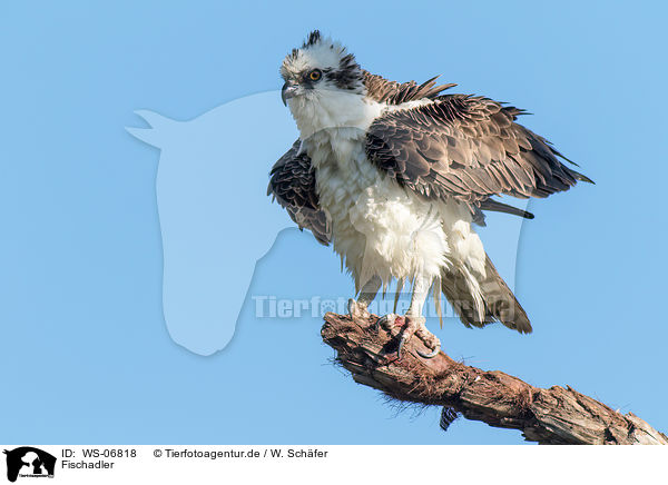 Fischadler / osprey / WS-06818