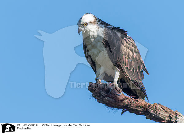 Fischadler / osprey / WS-06819