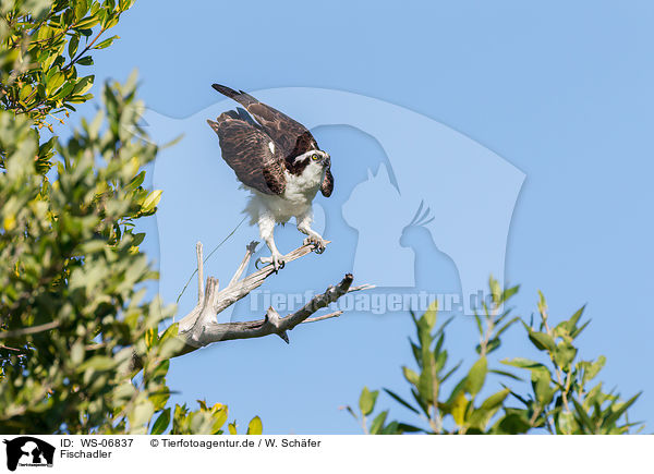 Fischadler / osprey / WS-06837