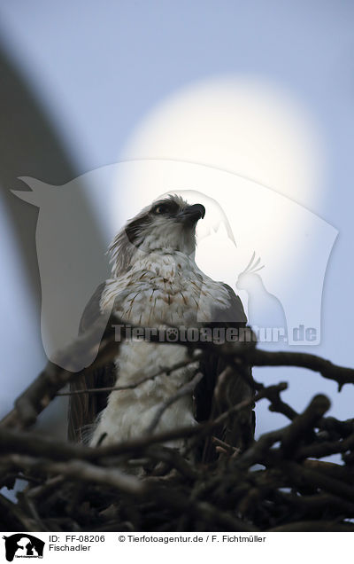 Fischadler / osprey / FF-08206