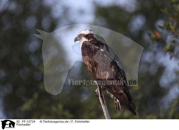 Fischadler / osprey / FF-12724