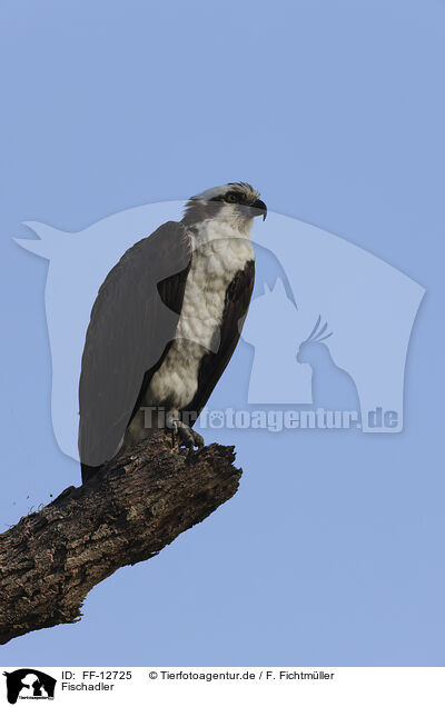 Fischadler / osprey / FF-12725