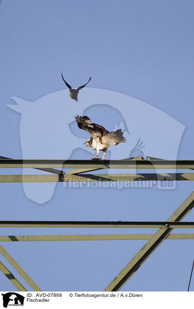 Fischadler / osprey / AVD-07868