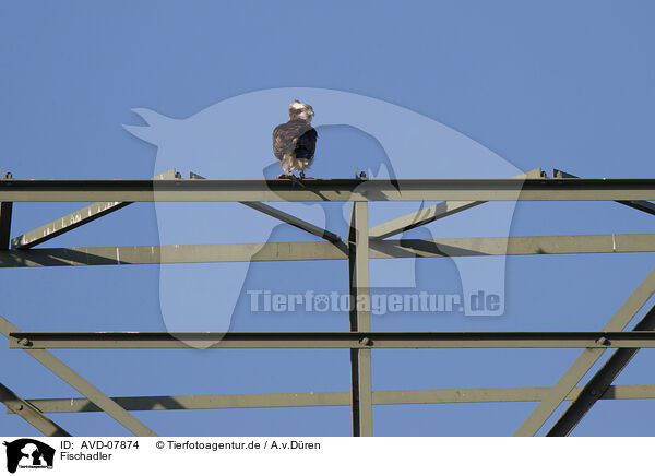 Fischadler / osprey / AVD-07874