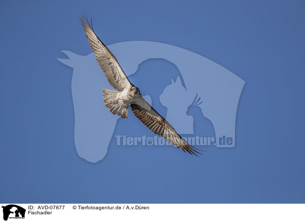 Fischadler / osprey / AVD-07877