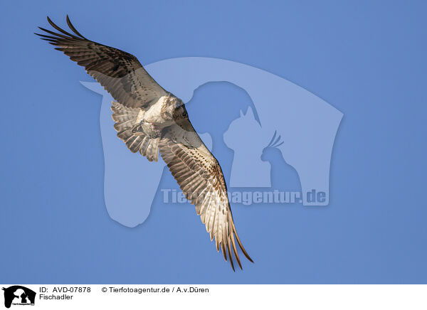 Fischadler / osprey / AVD-07878