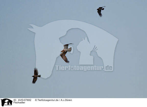 Fischadler / osprey / AVD-07882