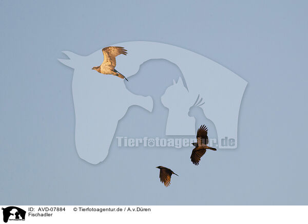 Fischadler / osprey / AVD-07884